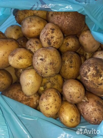 Грибы солёные, картошка молодая,варенье малиновое