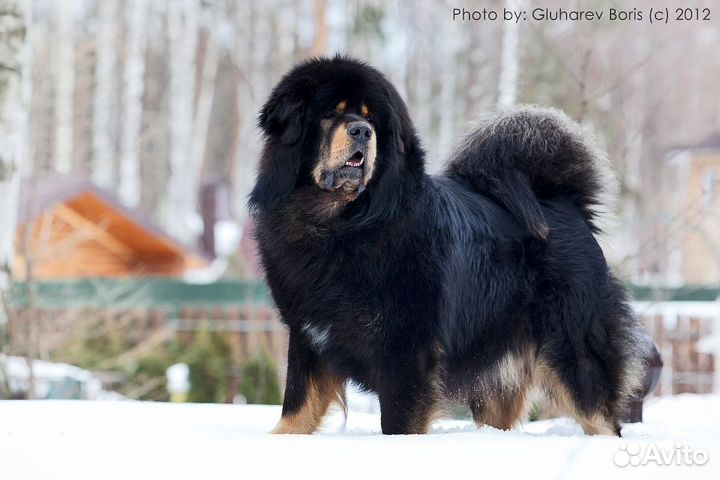 Тибетский мастиф щенки