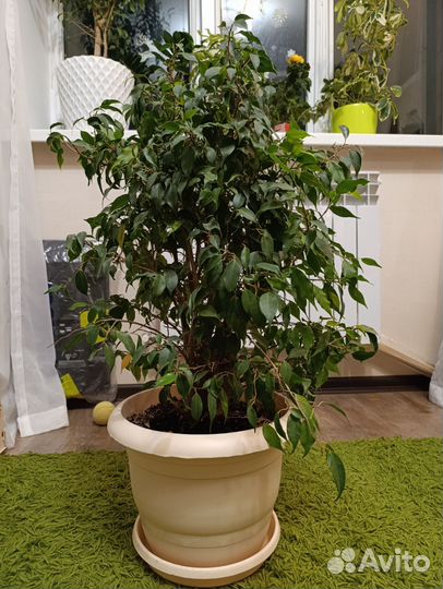 Фикус бенджамина