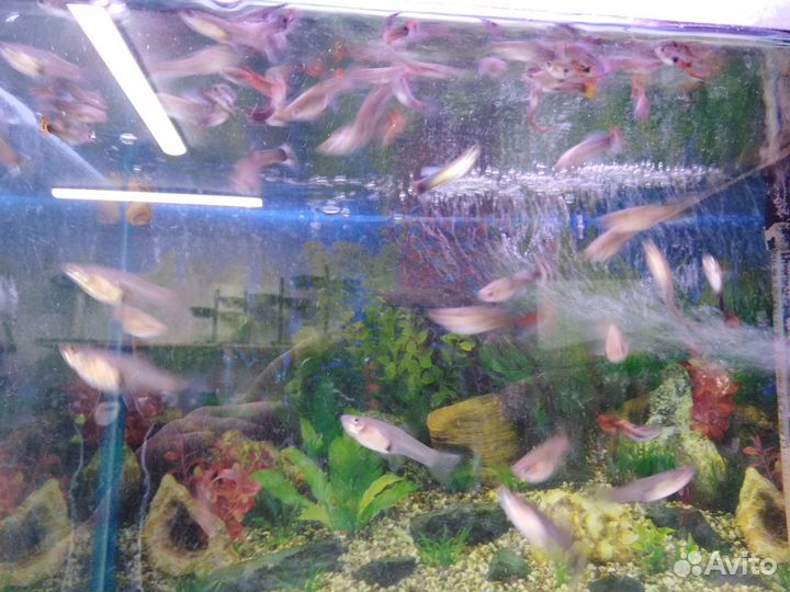 Аквариумные рыбки