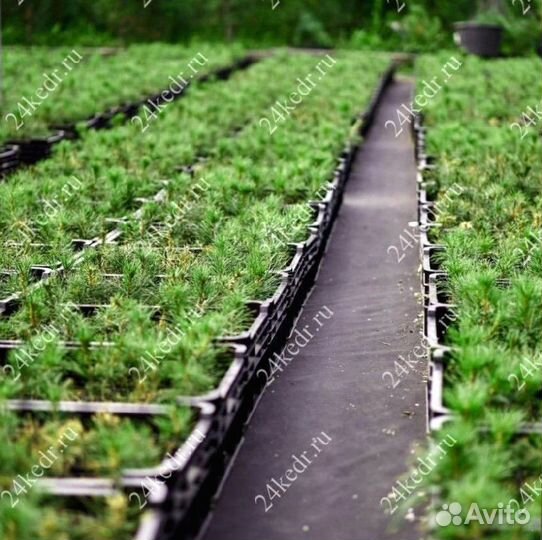 Саженцы кедра