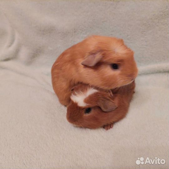 Морские свинки мальчики крестеды