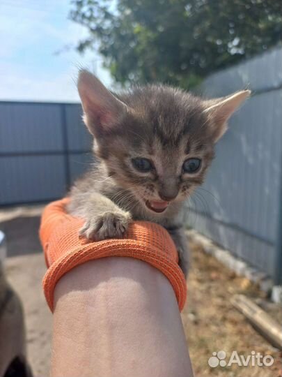 Отдам милых котят