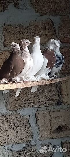 Голуби Азиаты