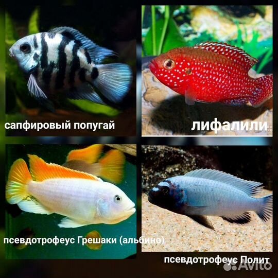 Аквариумные рыбки+ цихлиды