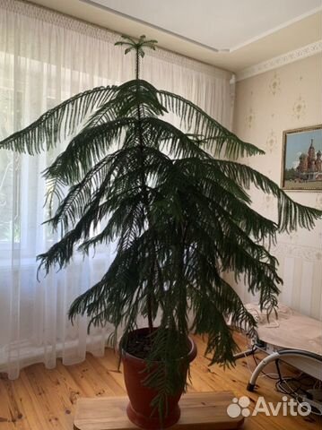 Комнатное растение