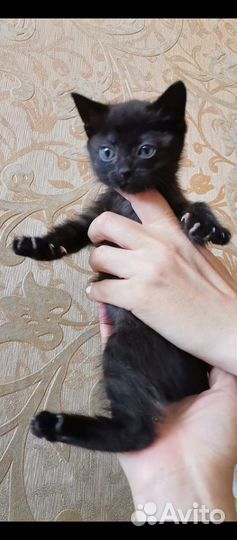 Котенок