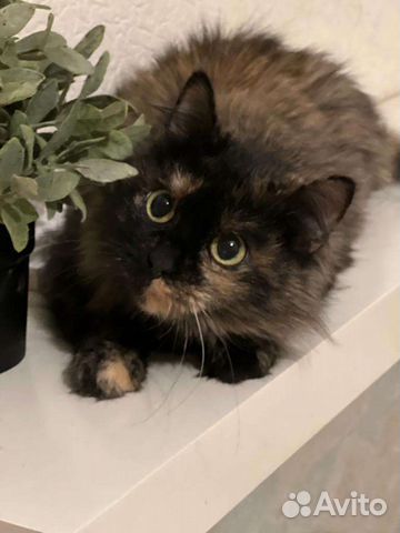 Кошка в поисках Дома