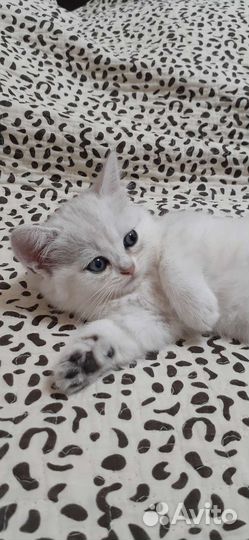 Британская шиншилла