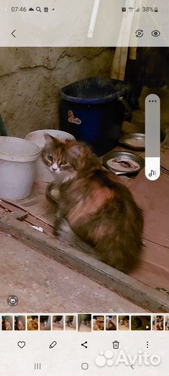 Кошка 1,6 год