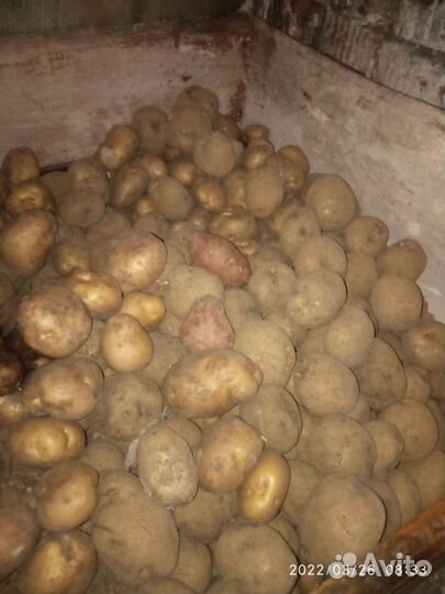 Продам картофель