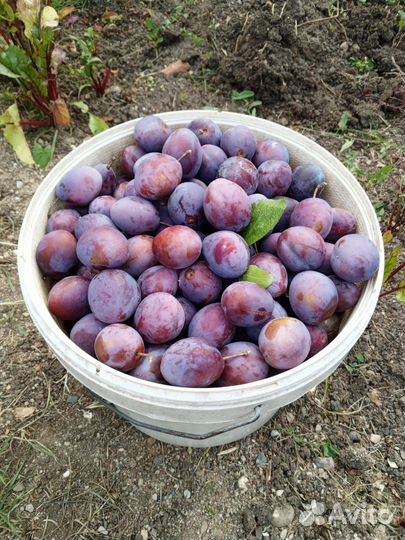 Слива домашняя