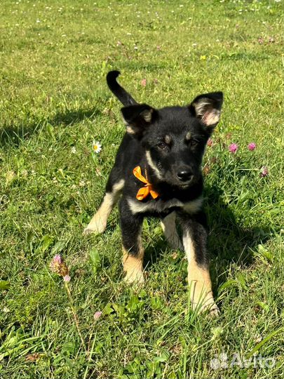 Щенки в добрые ответственные руки. Бесплатно