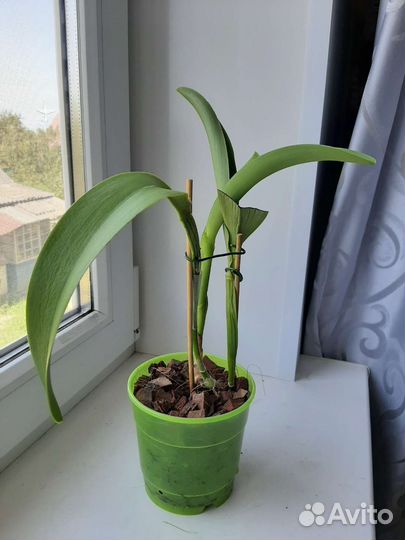 Орхидея каттлея