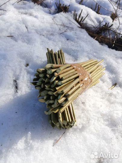 Черенки лозы/ ивы Ламберта