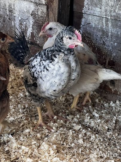 Куры несушки продам