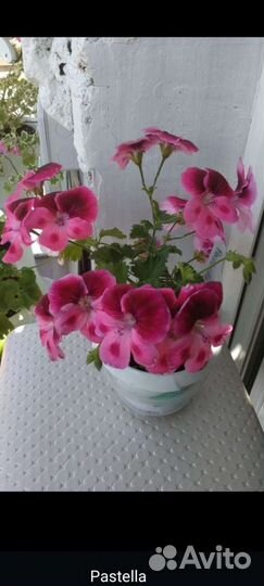 Пеларгония герань