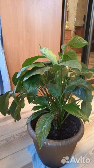 Спатифиллум