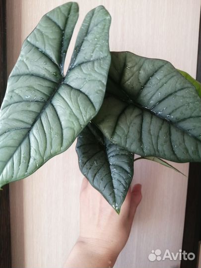 Алоказия Бисма