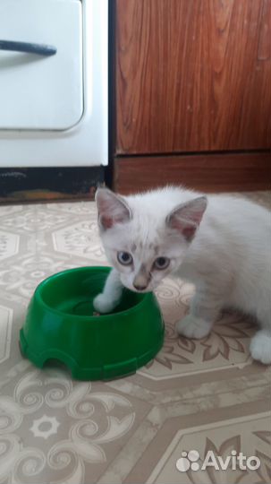 Котята в добрые руки 2 месяца