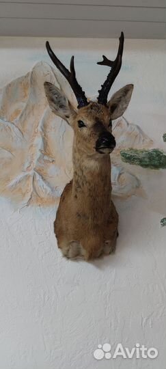 Таксидермия (чучело)