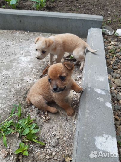 Собака в добрые руки щенок,девочка