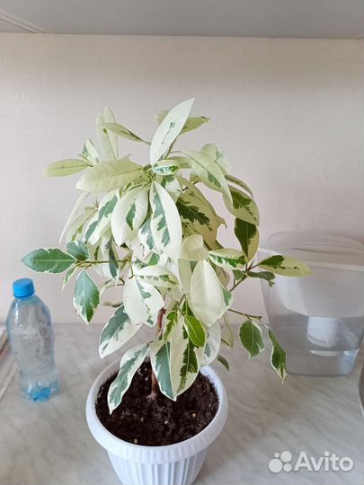 Продам цветы комнатные