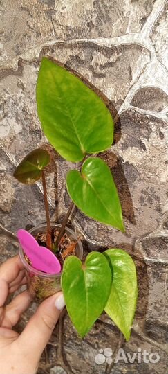 Антуриум Эссенция