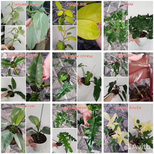 Филодендроны взрослые