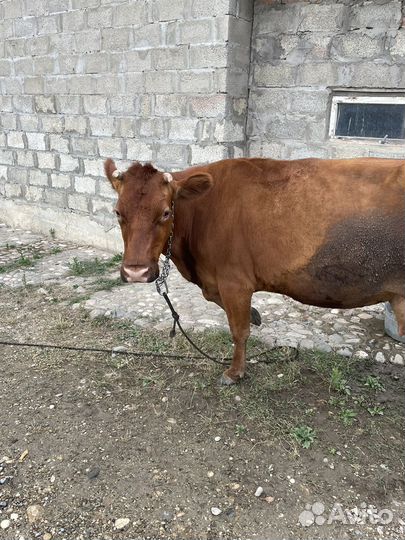 Корова стельная дойная
