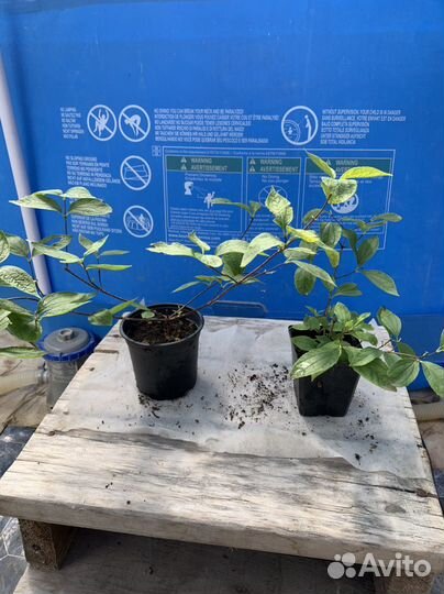 Декоративные кустарники