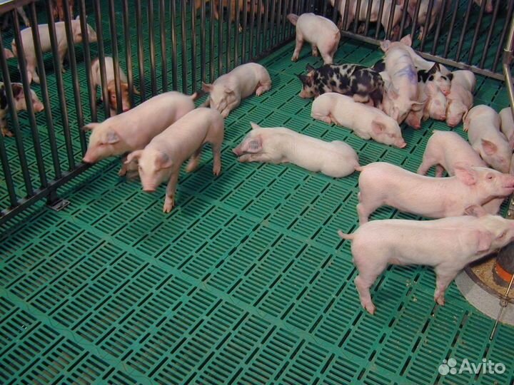 Разнорабочии вахта с проживанием и питанием