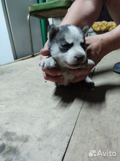 Щенки хаски