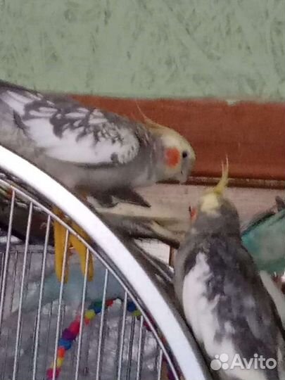 Попугай корелла