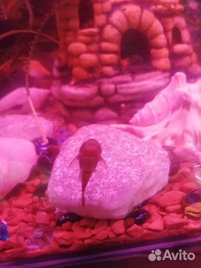 Сомики анциструсы