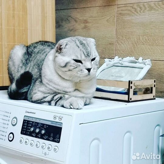 Вязка кот шотландская шиншилла