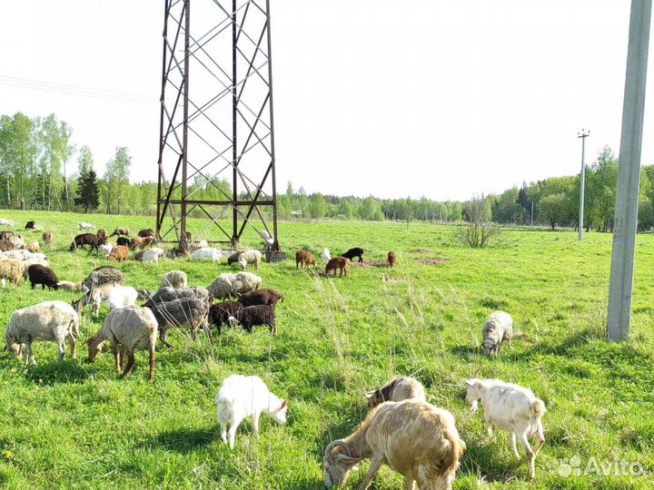 Продаю баранов