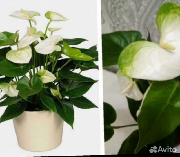 Комнатные цветы растение Антуриум Намора белый