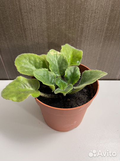 Фиалка в горшочке