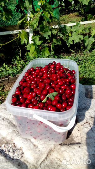 Саженцы черешни, вишни и вишнечерешневые гибриды