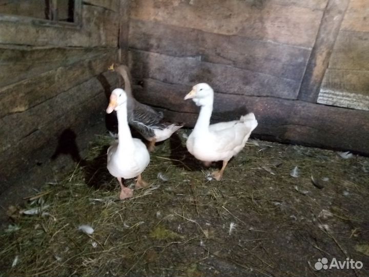Продам двух гусынь породы линда