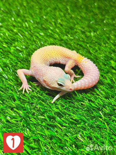 Геккон эублефар малыши