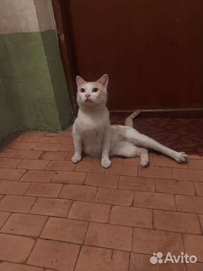 Котик ласковый