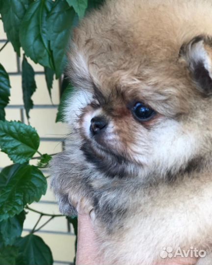 Померанский шпиц мини