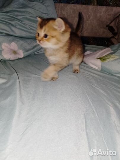 Котята шиншиллы