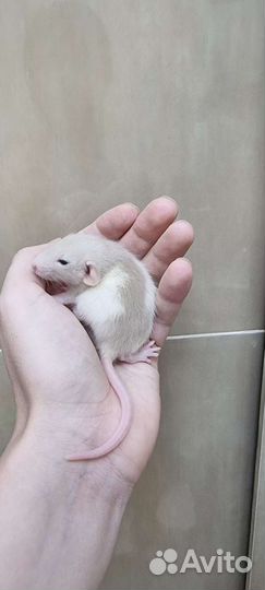 Крысята, крысы, крысы дамбо