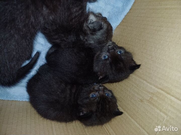 Котята