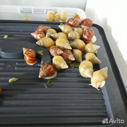 Улитки ахатины