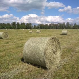 Продам сено солома в рулонах