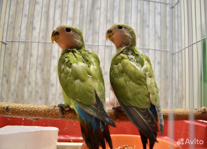 Неразлучники птенцы